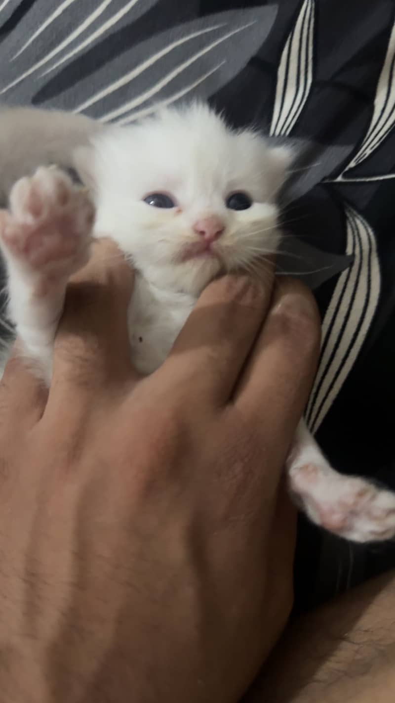 Persion cats 2