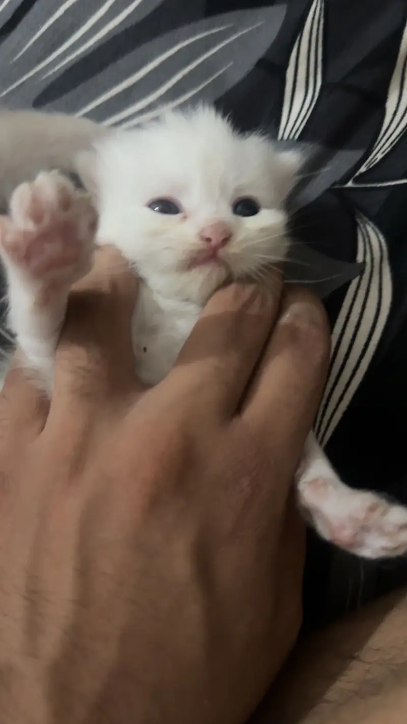 Persion cats — photo 3