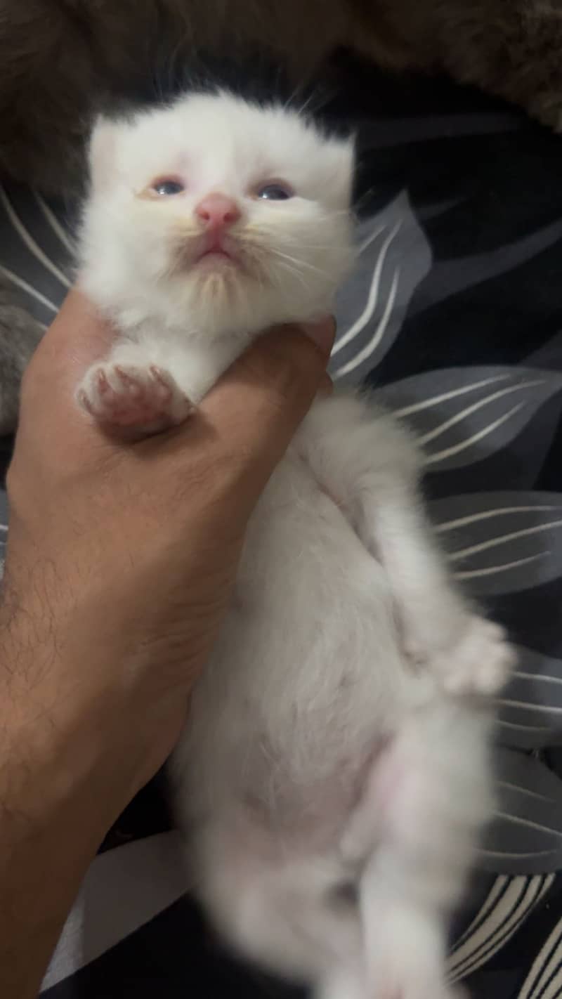Persion cats 3