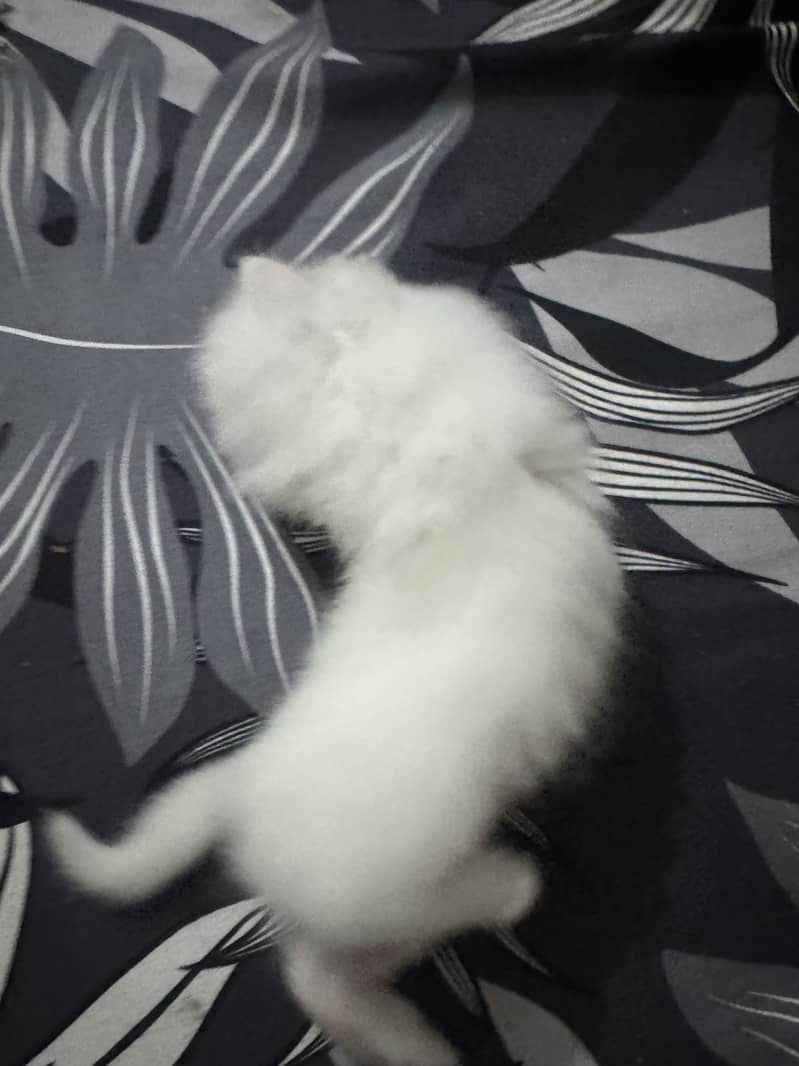 Persion cats 5