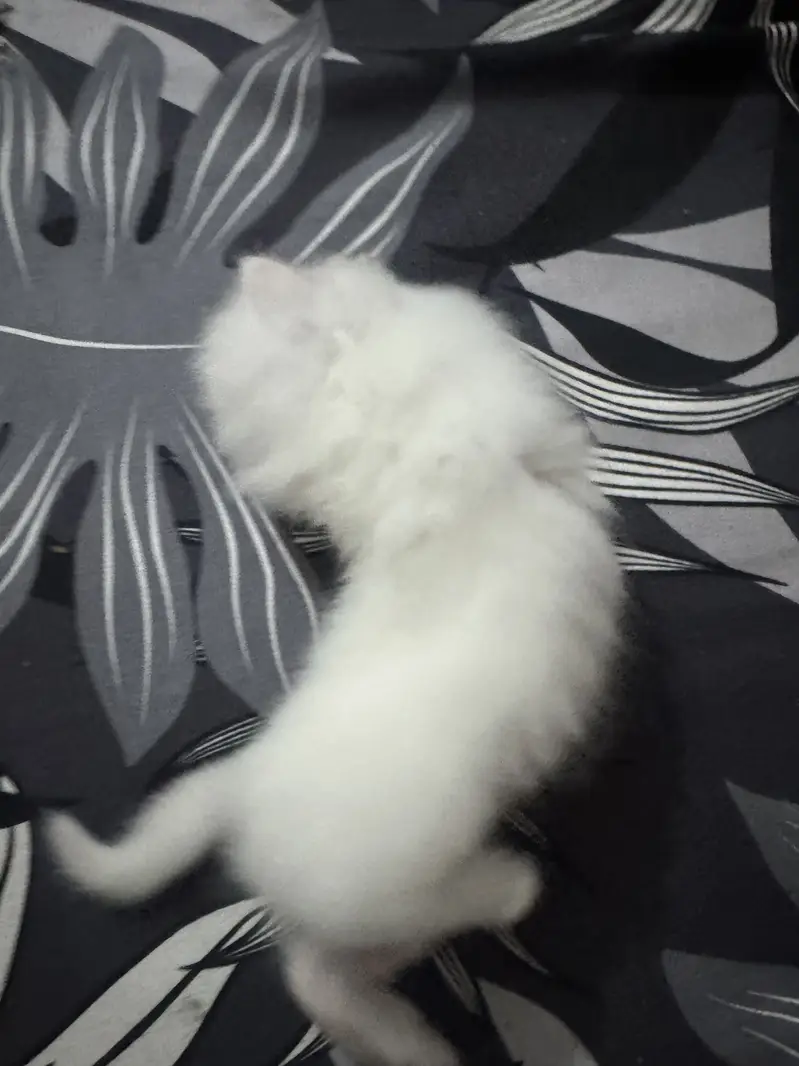 Persion cats — photo 6