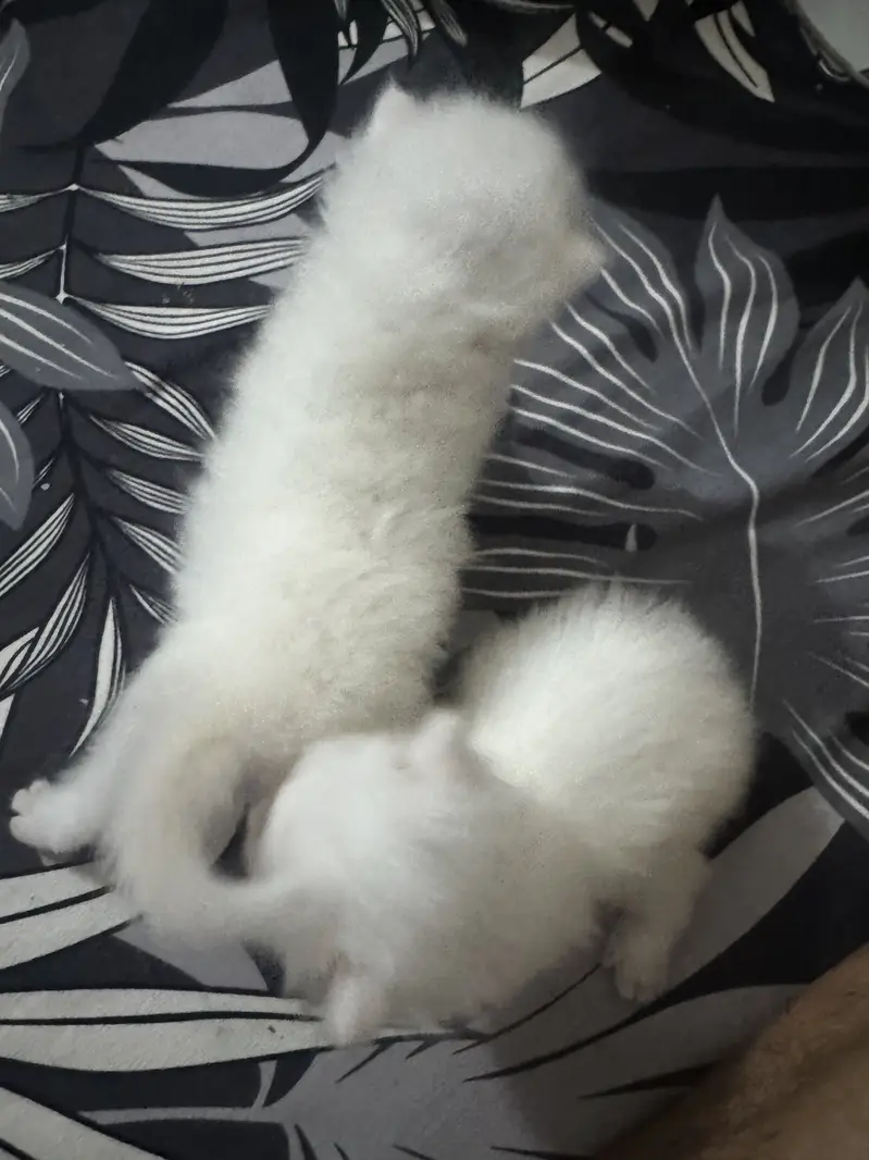 Persion cats — photo 7