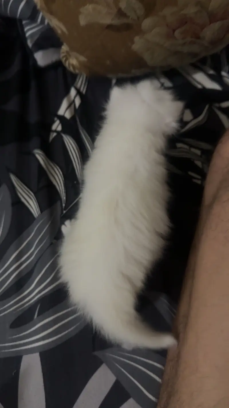 Persion cats — photo 8