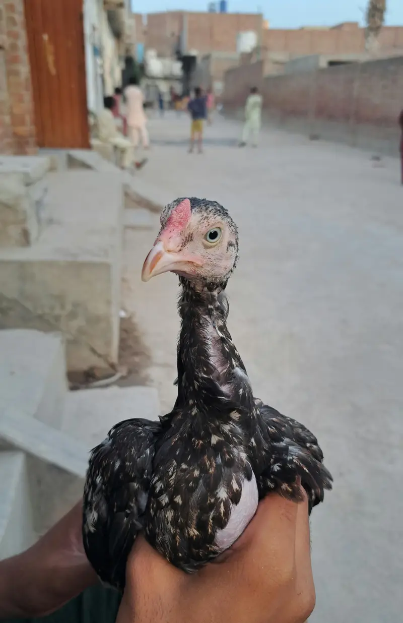 ASEEL MURGA IN GREEN EYES — photo 2
