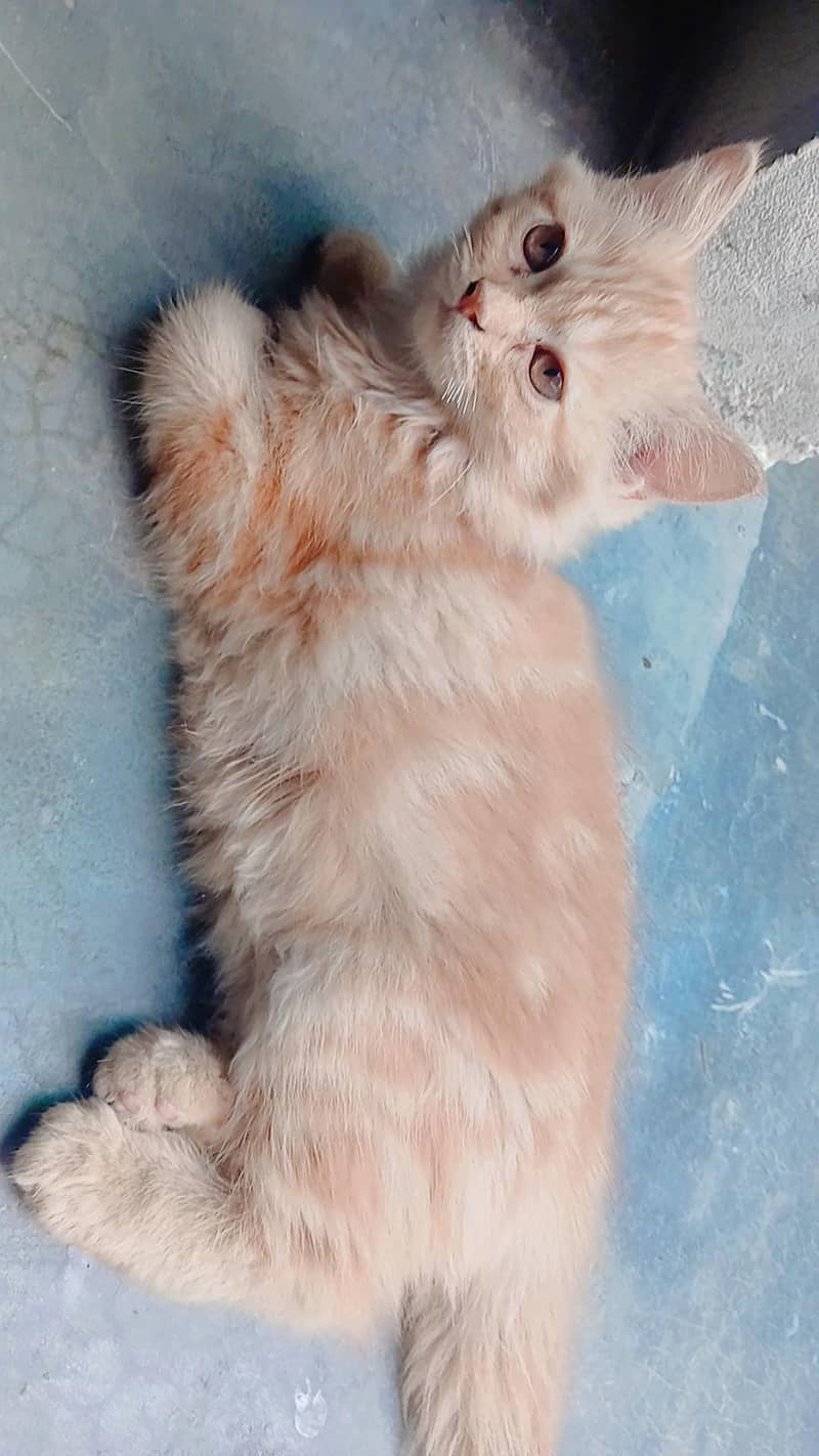 Persian cat 0