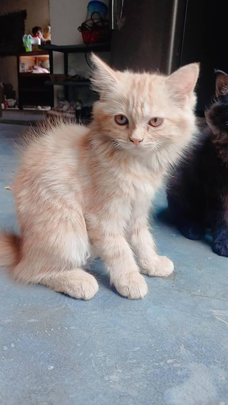 Persian cat 1