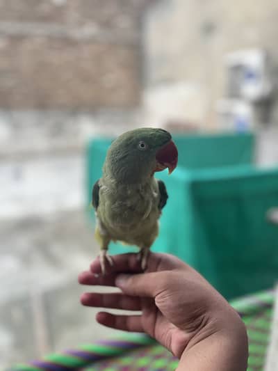 Raw parrot for sale