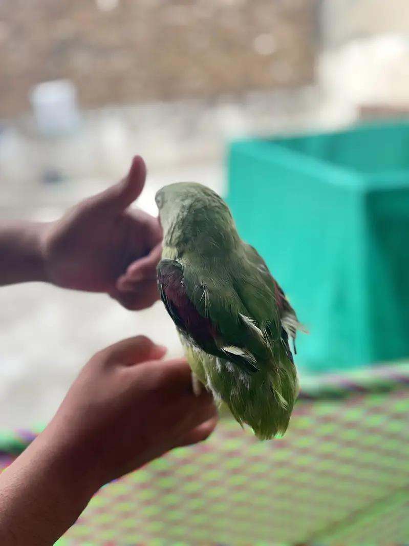 Raw parrot for sale — photo 2