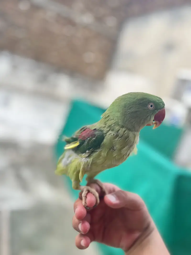 Raw parrot for sale — photo 3