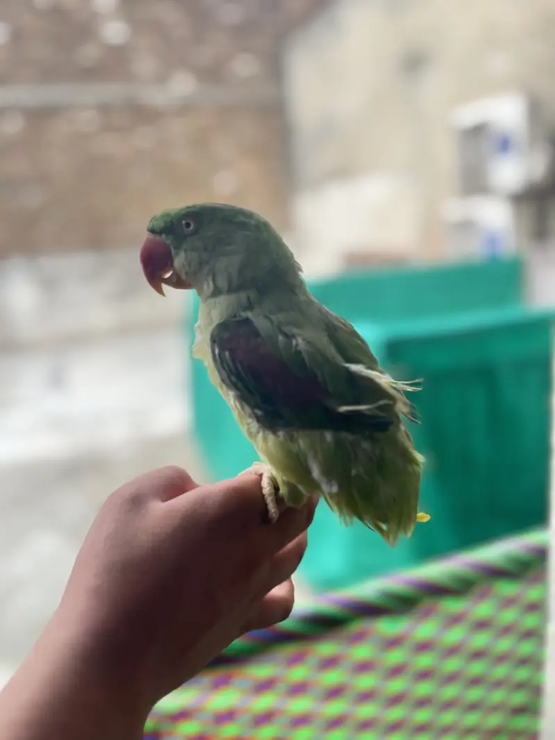 Raw parrot for sale — photo 4