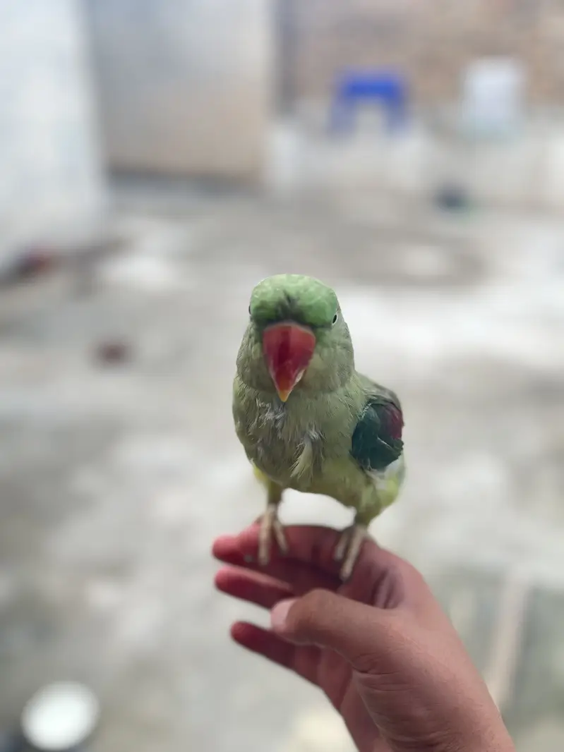 Raw parrot for sale — photo 5