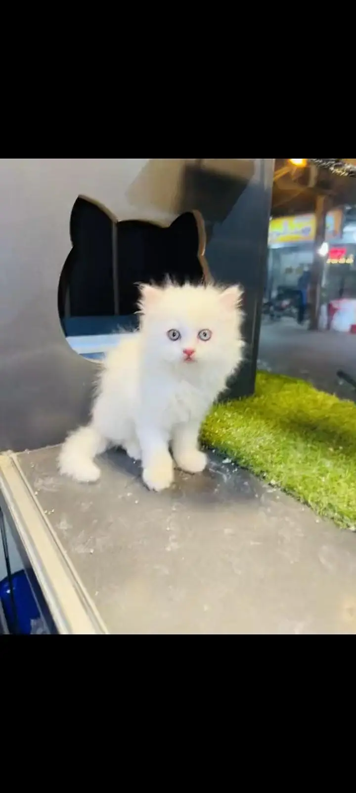 persian cat for sale MywatsapppNumber 0309-37-13-771 — photo 2