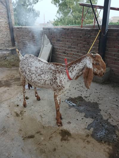 Makhi chani bakri for sale