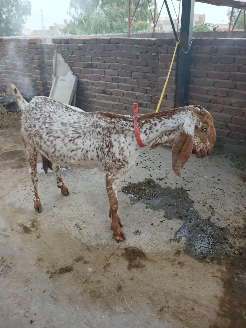 Makhi chani bakri for sale — photo 2