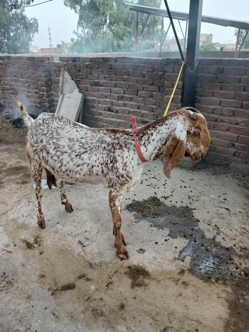 Makhi chani bakri for sale — photo 3