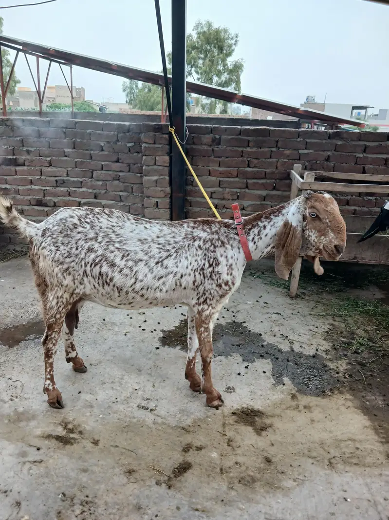 Makhi chani bakri for sale — photo 4