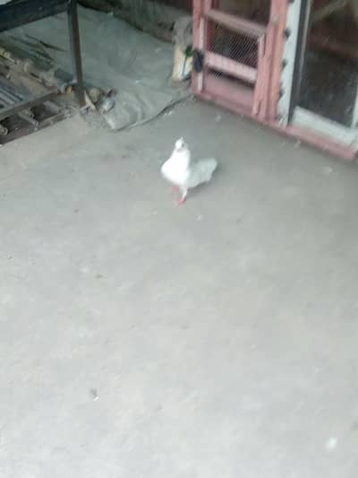 White lakya kaboter for sale