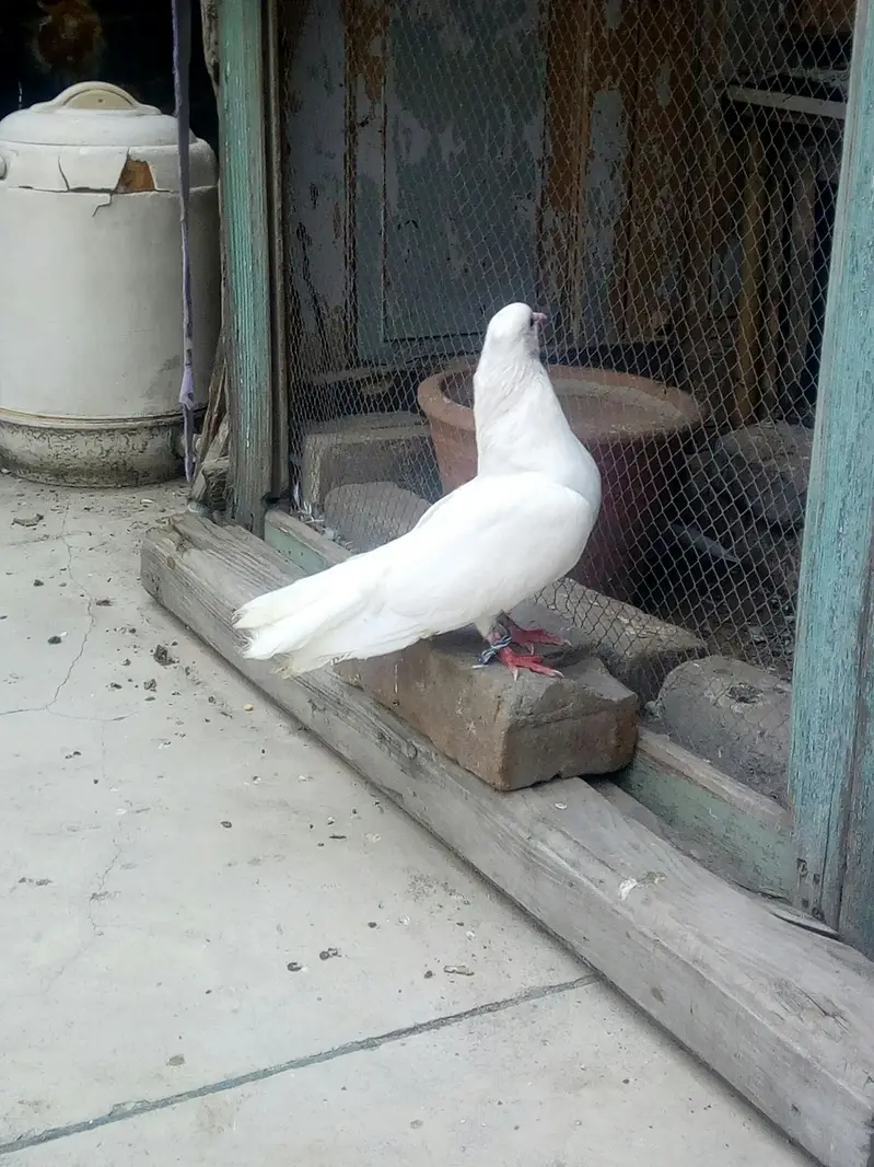 White lakya kaboter for sale — photo 2