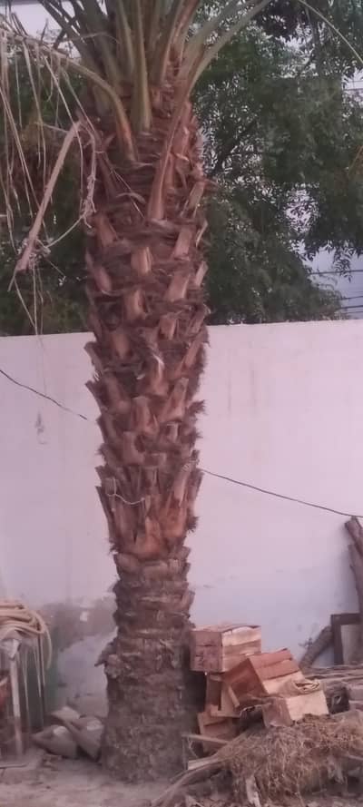 Healthy Female Ajwa Date Palm Tree for Sale
