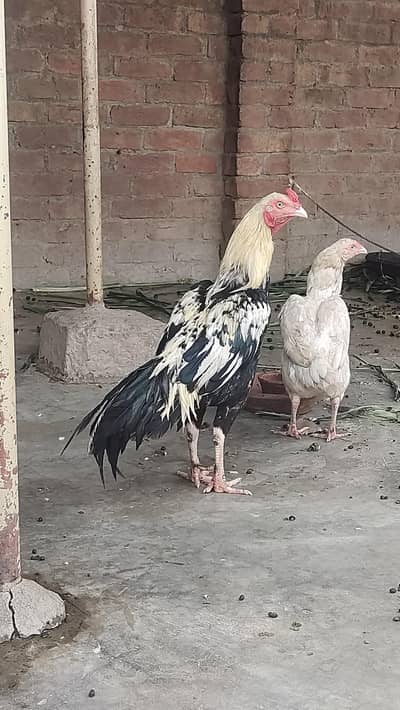 High Quality Jawa Mianwali