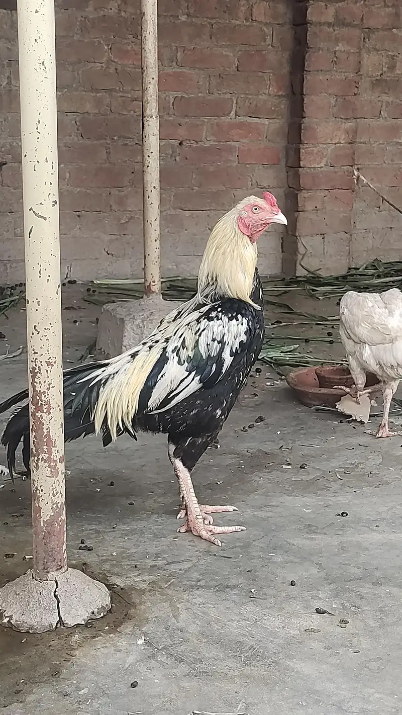 High Quality Jawa Mianwali — photo 2