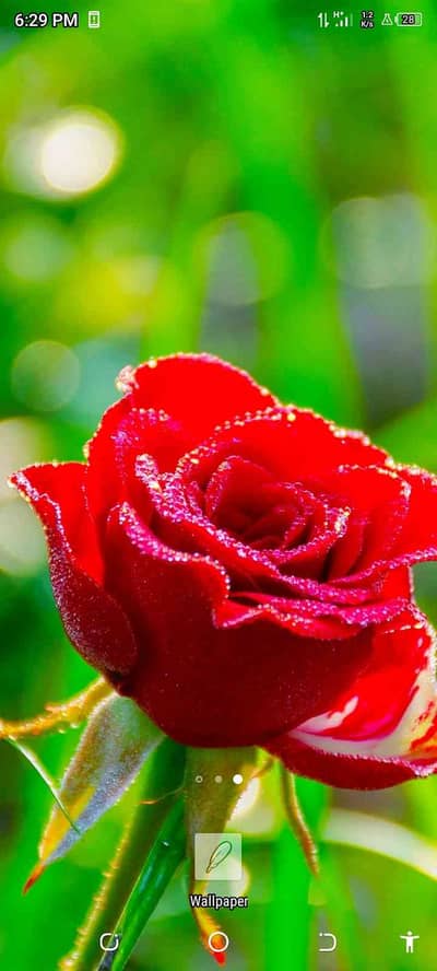 Rizwan Shehzad