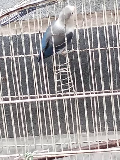 Blue personata love bird for sale