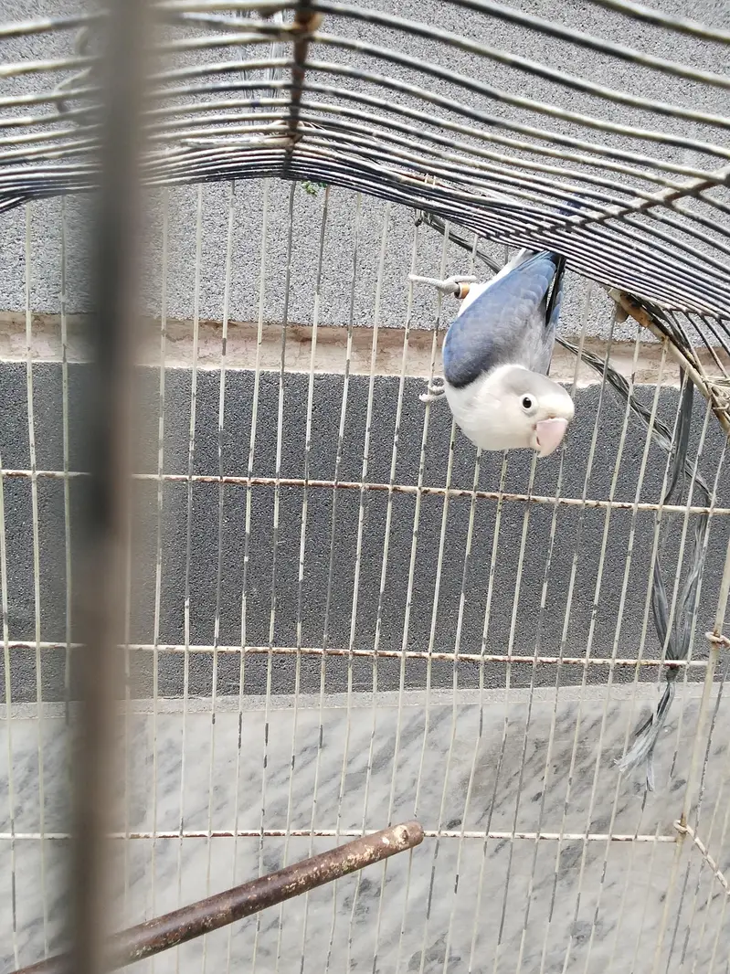 Blue personata love bird for sale — photo 2