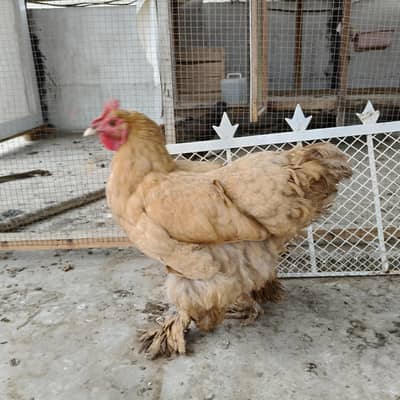 1 Golden buff and 1 aseel hens