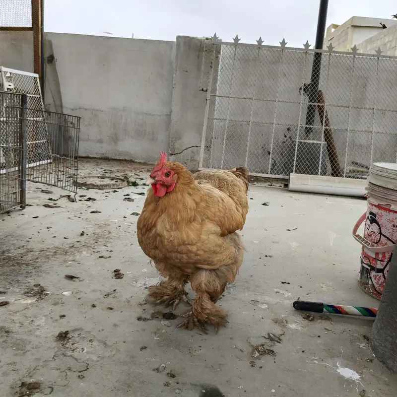 1 Golden buff and 1 aseel hens — photo 2