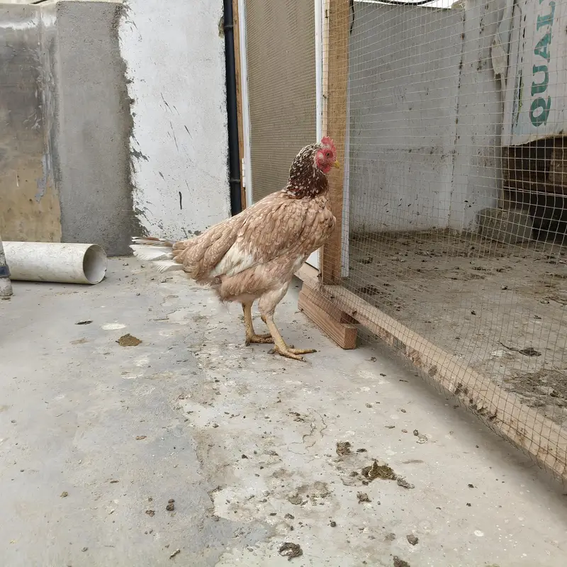 1 Golden buff and 1 aseel hens — photo 3