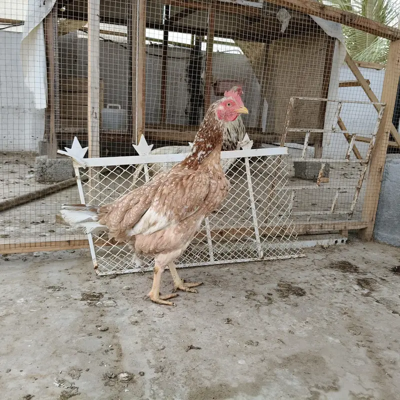 1 Golden buff and 1 aseel hens — photo 4