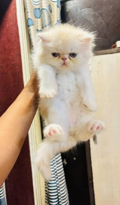 Persian triple coated kittens for sale (Adult cats on adoption)