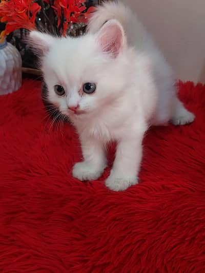 Persion kitten