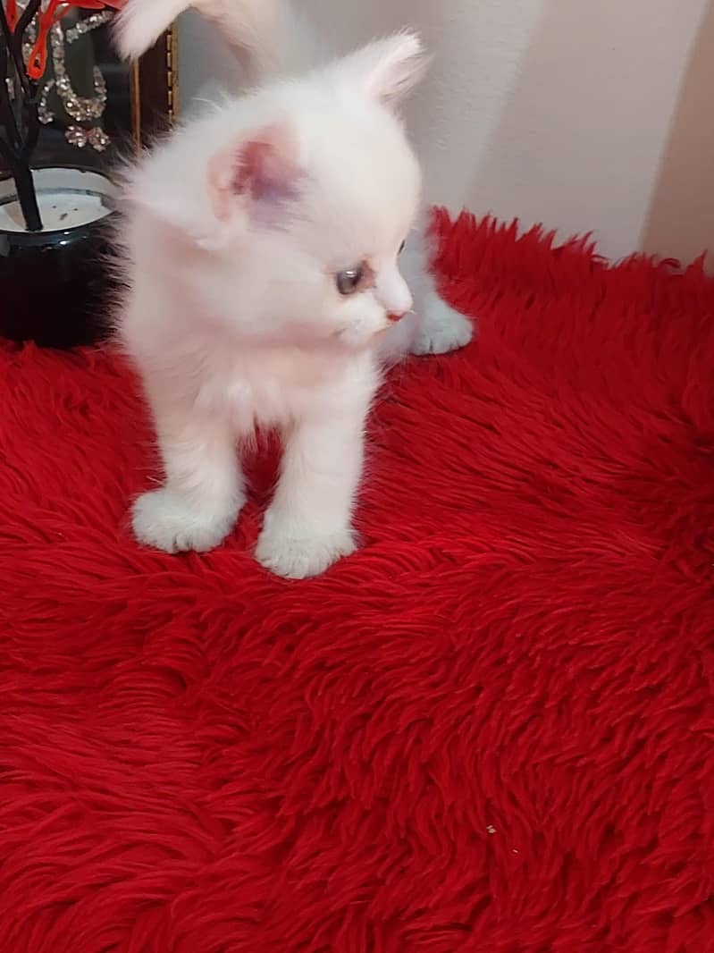 Persion kitten 1