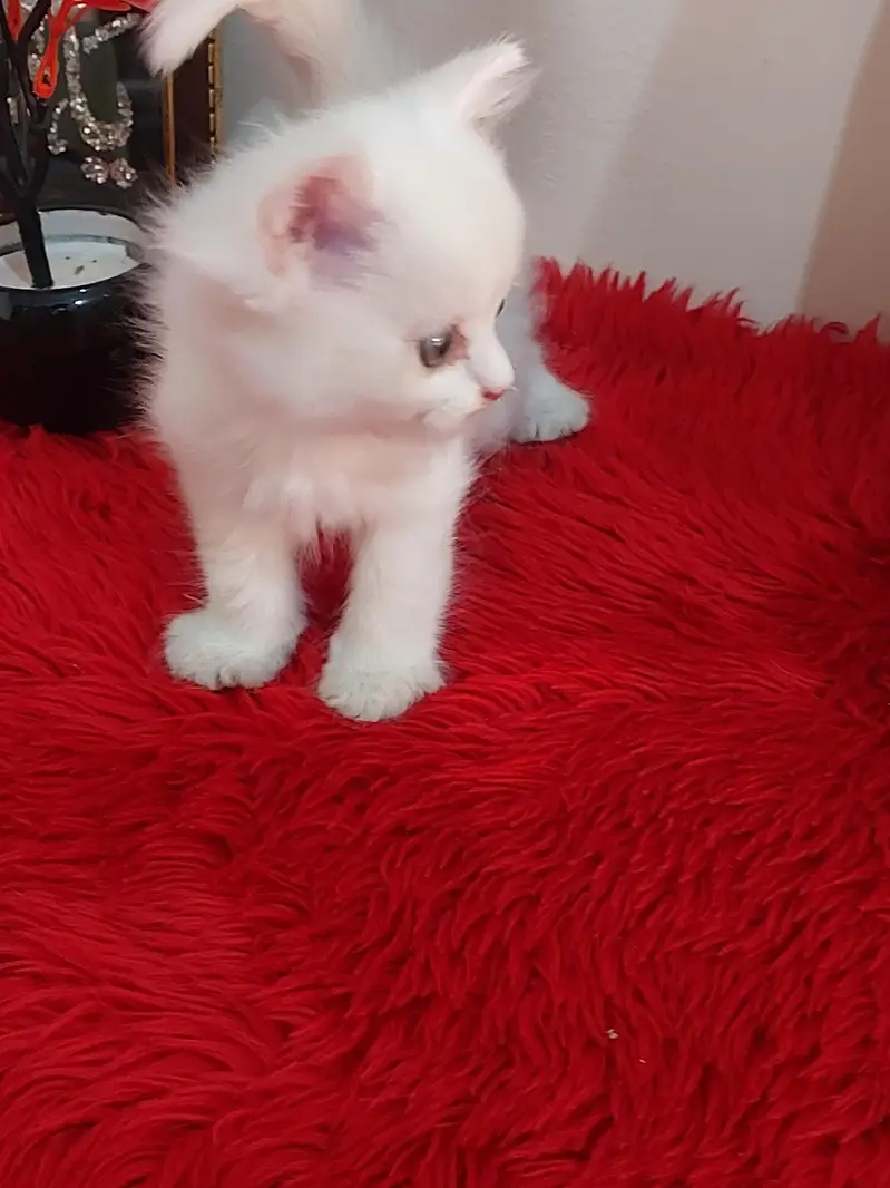 Persion kitten — photo 2