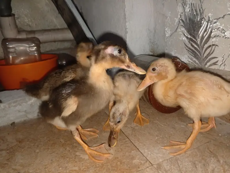 Beautiful Ducks baby sale 03454162260 — photo 7