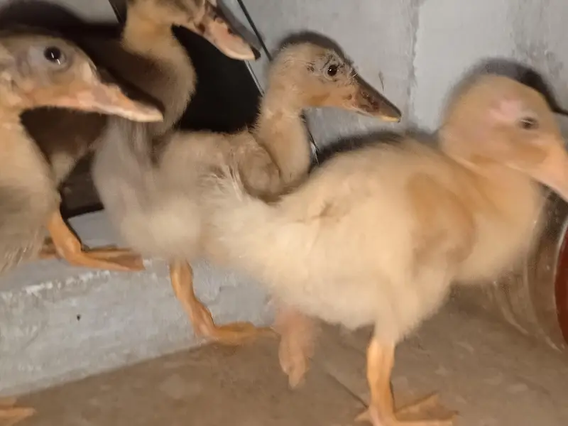 Beautiful Ducks baby sale 03454162260 — photo 8
