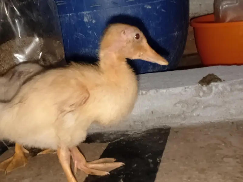 Beautiful Ducks baby sale 03454162260 — photo 9