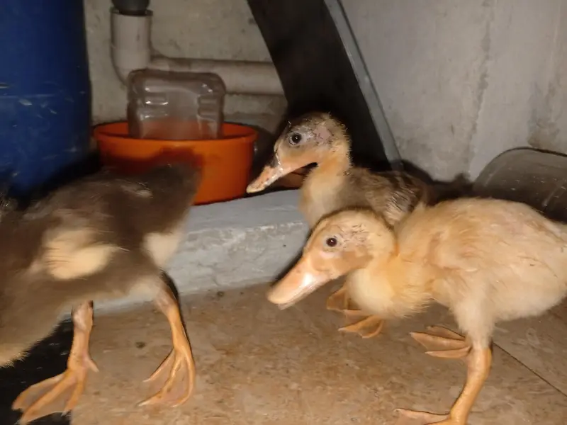 Beautiful Ducks baby sale 03454162260 — photo 10
