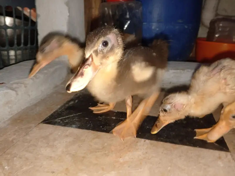 Beautiful Ducks baby sale 03454162260 — photo 11