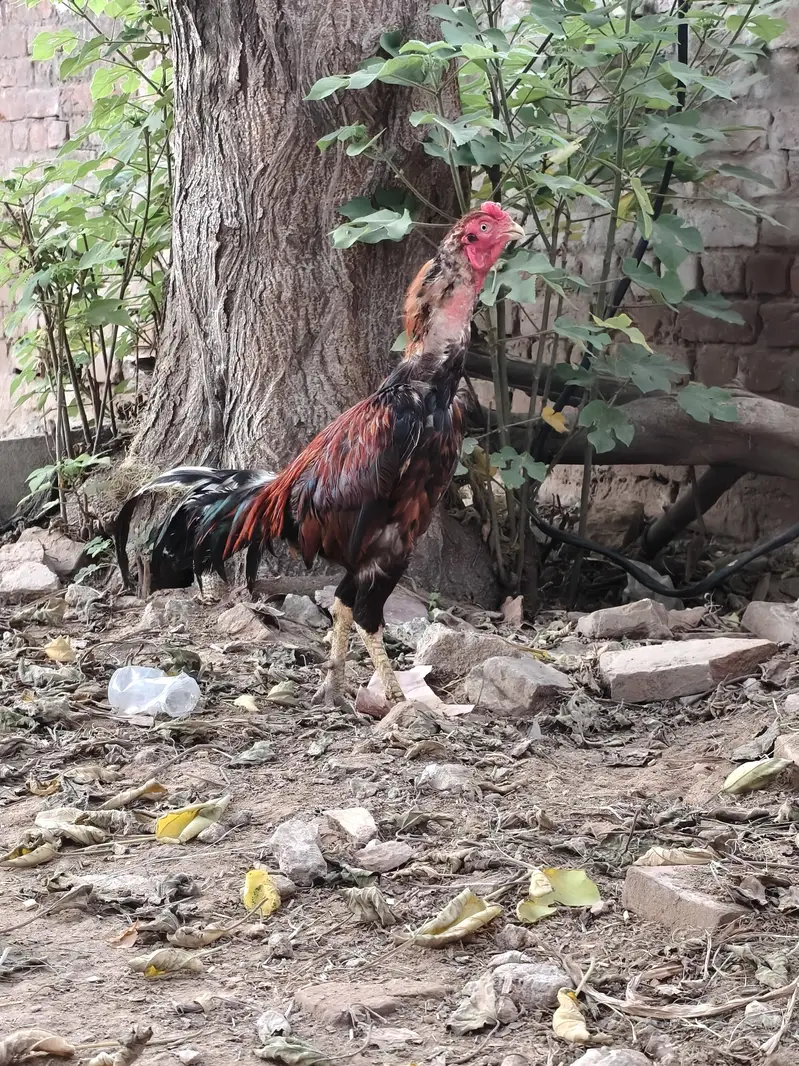 aseeel murga — photo 2