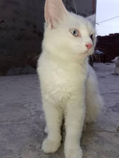 FAMILY CAT