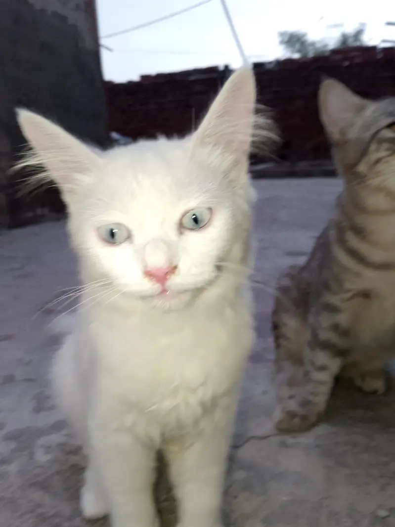 FAMILY CAT — photo 2