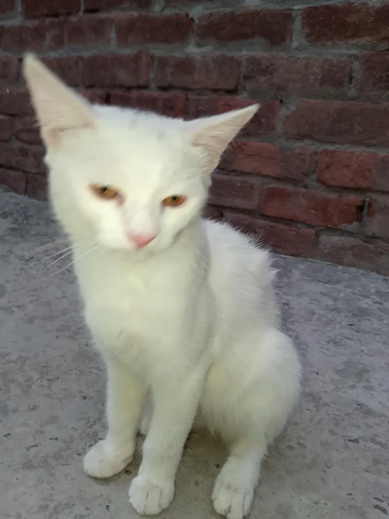 FAMILY CAT — photo 3