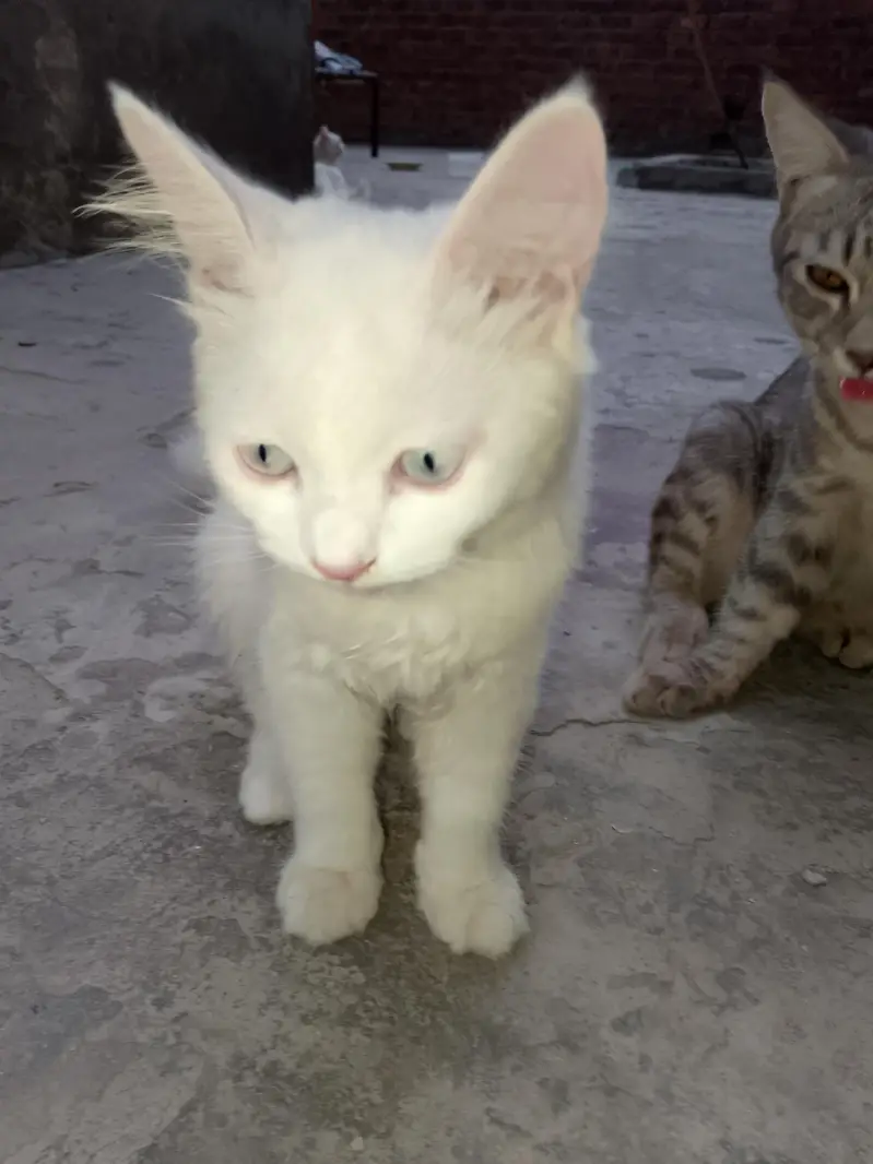 FAMILY CAT — photo 4