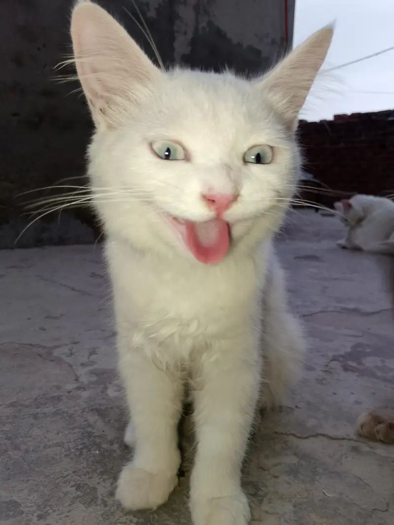 FAMILY CAT — photo 5