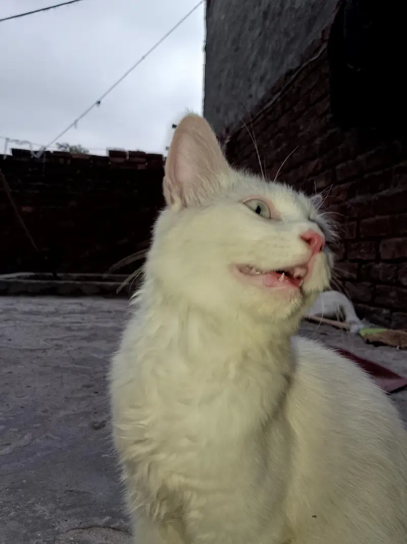FAMILY CAT — photo 6