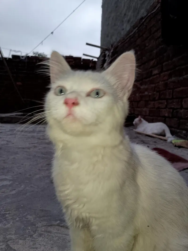 FAMILY CAT — photo 7