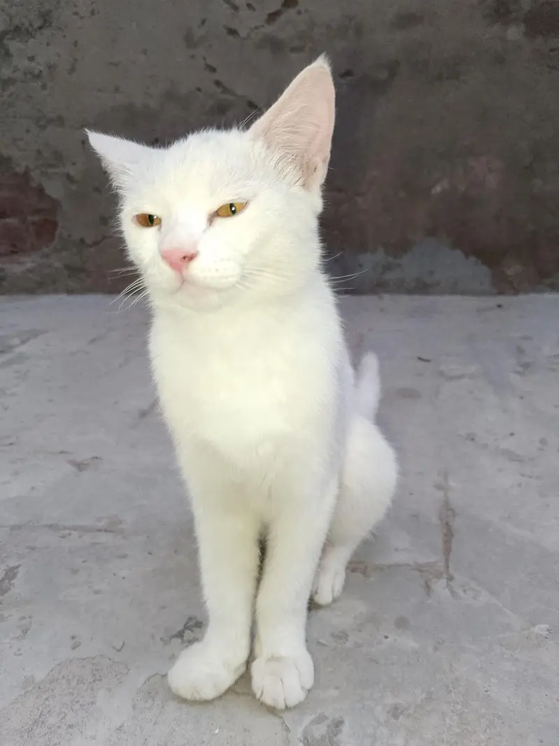 FAMILY CAT — photo 8